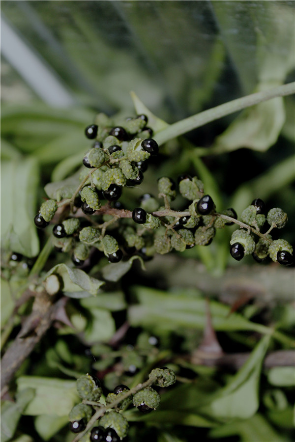 三臺(tái)花椒烘干